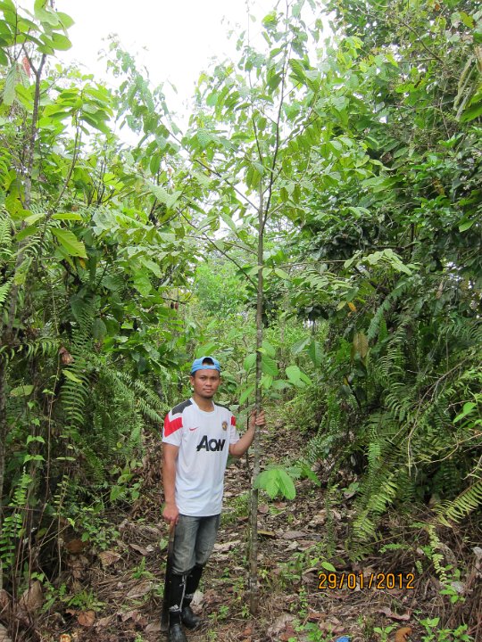 3 yrs Seraya Tembaga.JPG